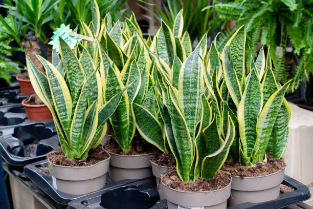 Close up of snake plants for sale stock photo
