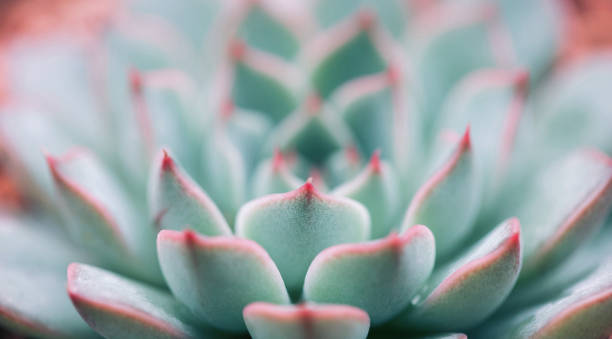 Close up of succulent plant backgruond Close up of succulent plant backgruond sempervivum stock pictures, royalty-free photos & images