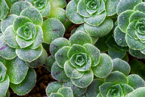Close up of succulent plant with sempervivum Close up of succulent plant with sempervivum sempervivum stock pictures, royalty-free photos & images