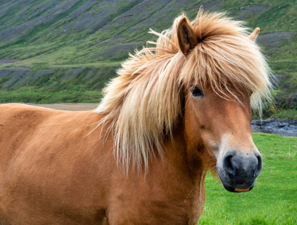 close up of the face of an icelandic horse - ijslandse paarden stockfoto's en -beelden