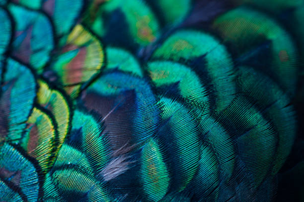 Close up of the  peacock feathers .Macro blue feather, Feather, Bird, Animal. Macro photograph. Close up of the  peacock feathers .Macro blue feather, Feather, Bird, Animal. Macro photograph. peacock feather stock pictures, royalty-free photos & images