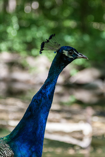 Close up of the peacock's head, the background is blurred. Ukraine.
