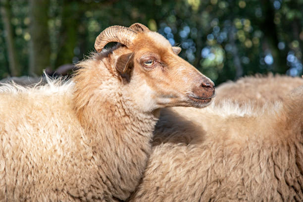 sluit omhoog van de profilhoofd van een schaap van de dopheide van de drent met hoorns, een troep van schapen. drents heideschaap. - ear en profil stockfoto's en -beelden