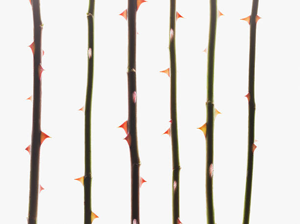 Close up of thorns on rose stems  thorn stock pictures, royalty-free photos & images