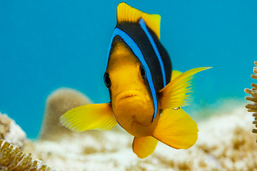 Close up of tropical clown fish in clear warm blue water over soft coral reef