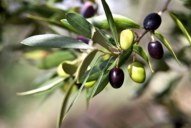 Close up of Tuscan Olive branch hanging from tree Olives in various stages of ripening. Soft focus background. olive fruit stock pictures, royalty-free photos & images