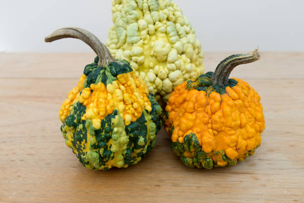 close up of unusual shaped squash. brightly coloured,  peculiar bumpy and knobbly butternut squash and pumpkin close up of unusual shaped squash. brightly coloured,  peculiar bumpy and knobbly butternut squash and pumpkin on a table in kitchen in the autumn knobby knees stock pictures, royalty-free photos & images
