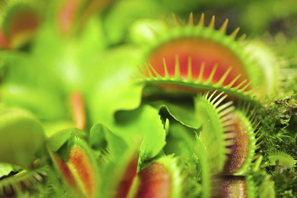 Close up of Venus flytrap Close up of Venus flytrap carnivorous plant stock pictures, royalty-free photos & images