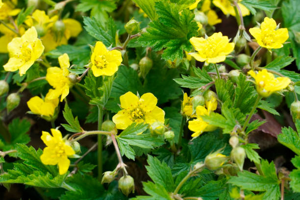 Close up of Waldsteinia ternata - golden strawberry. Hardy, early flowering perennials with yellow flowers. Ground cover for the garden. stock photo
