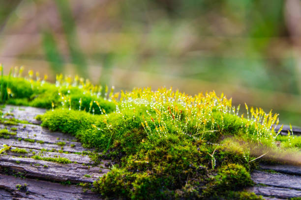 Close up of wet moss on a log with water droplets stock photo