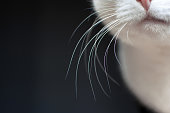istock Close up of white cat whiskers on dark background 1135817863