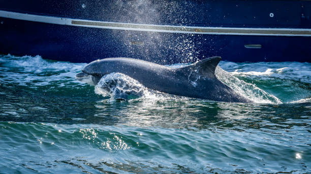 Close up of wild Fungie Dolphin, Tursiops Truncatus, Dingle, Ireland Close up of wild Fungie Dolphin, Tursiops Truncatus, swimming and splashing water near boat. Spotted near Dingle bay, County Kerry, Ireland dingle peninsula stock pictures, royalty-free photos & images
