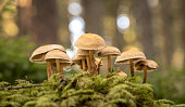istock Close up of wild mushrooms 1222232918