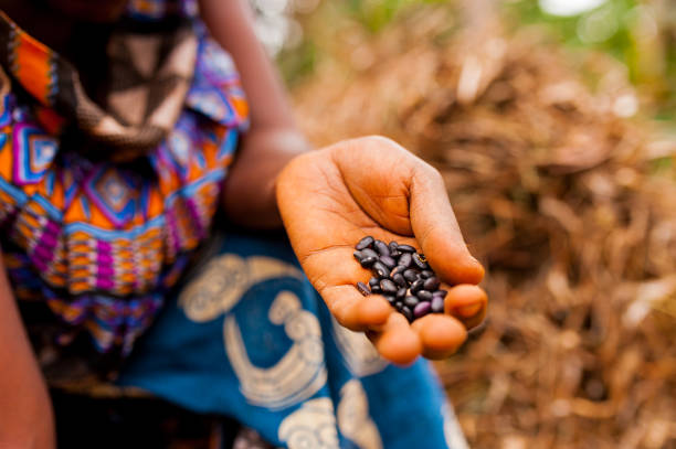 전통적인 아프리카 옷은 contryside에서 농장에서 작업 하는 동안 검은 콩을 들고 있는 여자의 클로즈업 - cameroon 뉴스 사진 이미지