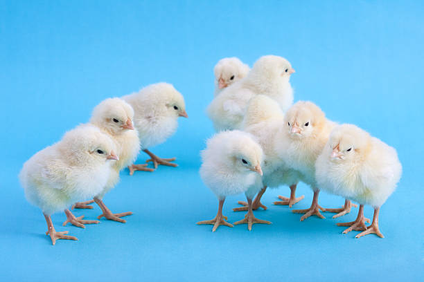 Close Up of Yellow Baby Chicks on Blue Background  white leghorn stock pictures, royalty-free photos & images