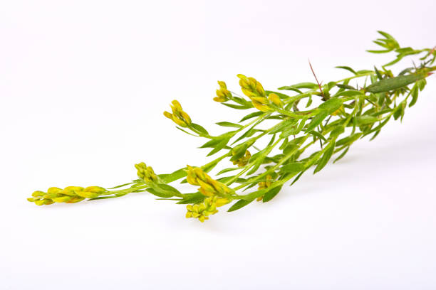 Close up of yellow blossoming twig of genista germanica  (genista blood-thirsty) Close up of yellow blossoming twig of genista germanica  (genista blood-thirsty), a flowering plant with deciduous leaves isolated on white background. scotch broom stock pictures, royalty-free photos & images