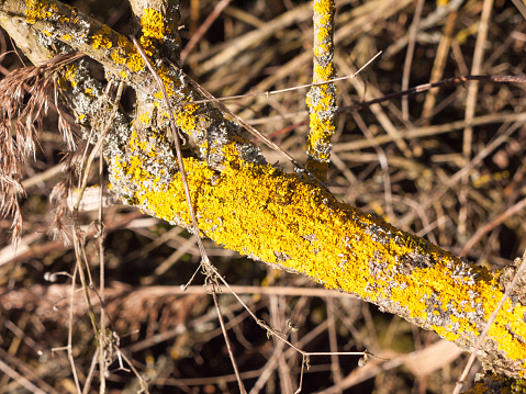 close up of yellow lichen rot moss on tree branch twig; essex; england; uk