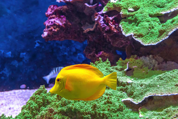 крупный план желтого танга - great barrier reef стоковые фото и изображения