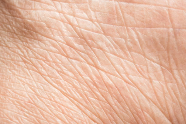 Close up old skin texture with wrinkles on body human Close up old skin texture with wrinkles on body human human skin close up stock pictures, royalty-free photos & images