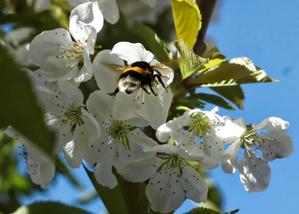 Close up on a bumblebee pollinating a cherry tree flower in flight stock photo