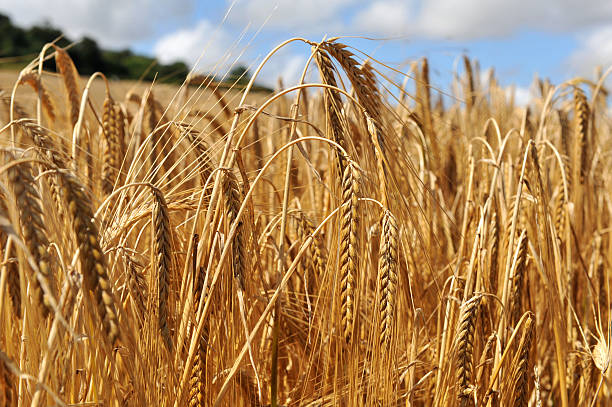 Close up on the crop of barley in a field stock photo