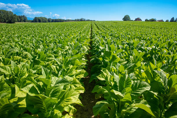 close up on Tobacco plants stock photo