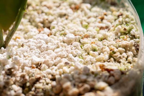 Close up Perlite on pot, Fertilizers for planting and caring for plants. stock photo