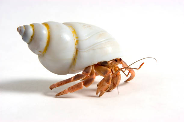 Close up photo of a Hermit crab on the move stock photo
