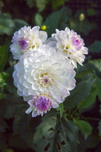 Close up photo of a white and pink dahlia flower in full bloom stock photo