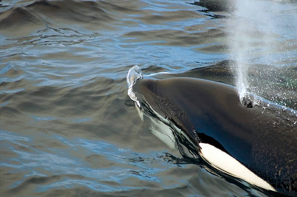 orca orque, - event photos et images de collection