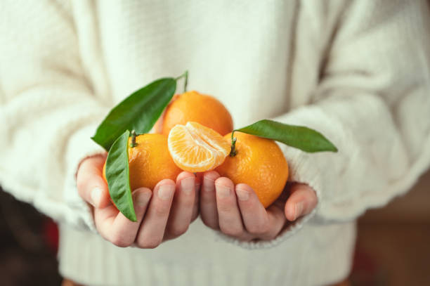 Close up photo of child hands in knitted sweater holding fresh mandarins with green leaves stock photo