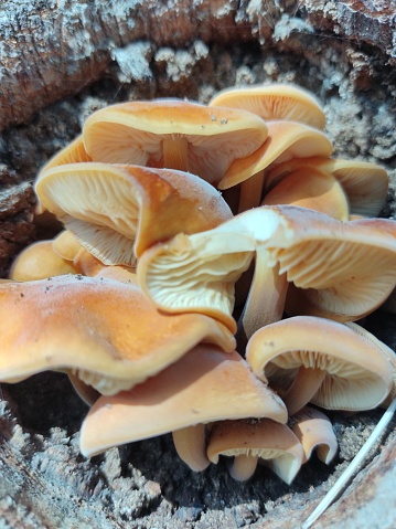 Close up photo of Flammulina velutipes mushrooms in the tree hollow