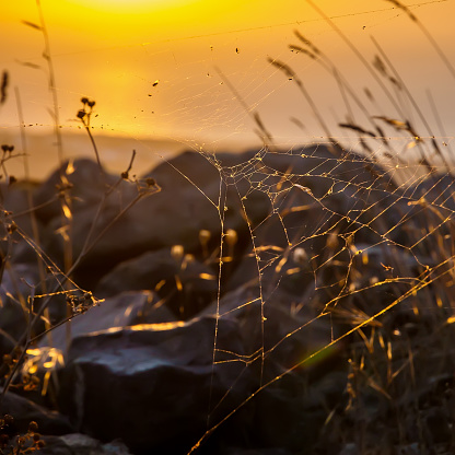 close up photo of spider web, Santorini island nature. Santorini, Cyclades, Greece.