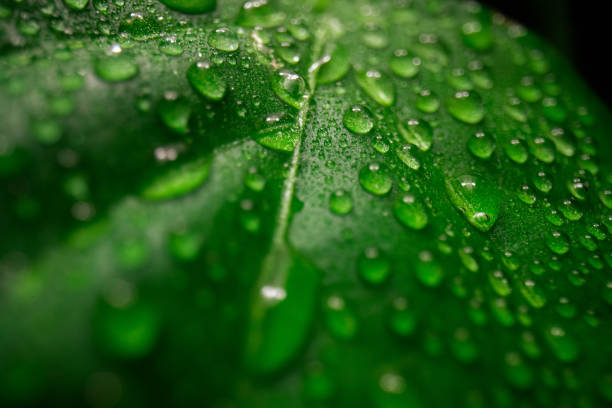 Close up photo of water drops on a green leaf stock photo