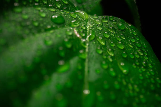 Close up photo of water drops on a green leaf stock photo
