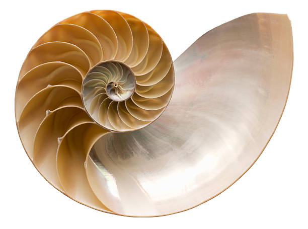 Close up picture of a shiny nautilus seashell Nautilus shell cut in half, showing inside of shell and chambers in profile. Clipping Path. Nautilus pompilius - Common name of any marine creatures in the cephalopod family Nautilidae, the sole family of the suborder Nautilina. animal shell stock pictures, royalty-free photos & images