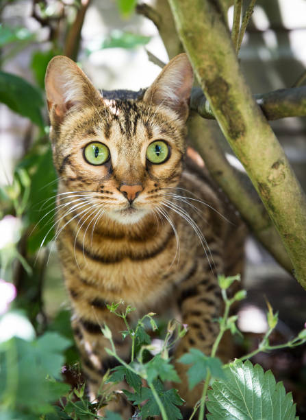 Close up portrait of a striped Bengal cat with green eyes A stripy Bengal pet cat outdoors in undergrowth with beautiful green eyes whilst stalking its prey bengals stock pictures, royalty-free photos & images