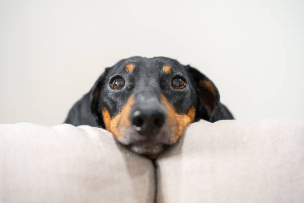 Close up portrait of adorable black and tan dachshund resting his head between the cushions of white sofa. Cute look right to the camera, clever dog eyes. Indoors. Close up portrait of adorable black and tan dachshund resting his head between the cushions of white sofa. Cute look right to the camera, clever dog eyes. Indoors. dachshund stock pictures, royalty-free photos & images