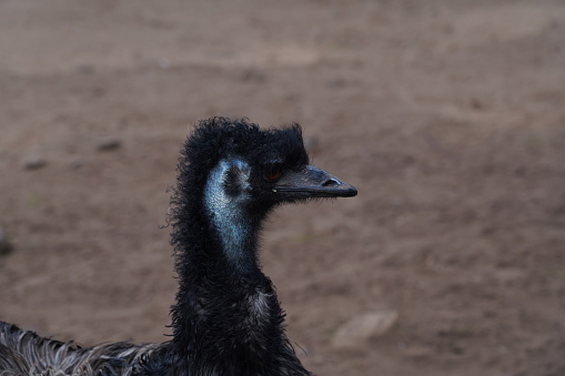 Close up portrait of an emu head