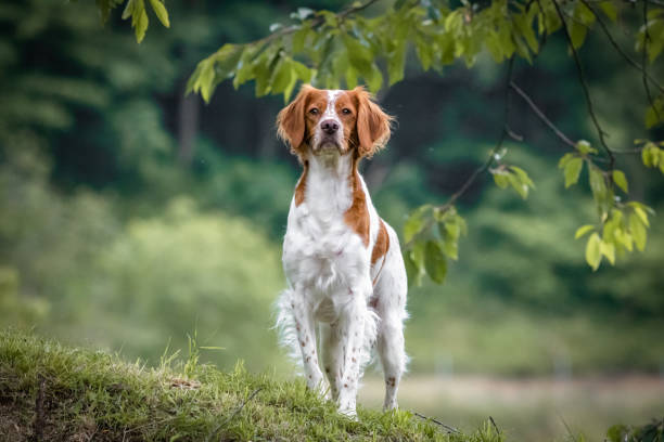 close up portrait of brittany spaniel female dog portrait stock photo