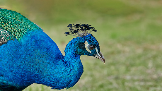Close up portrait of nice peacock with deep blue and green plumage
