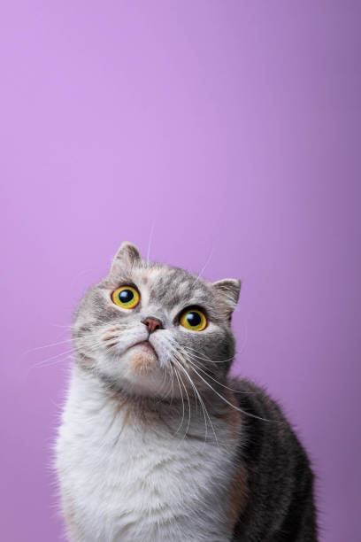 Close up portrait of purebred scottish fold cat looking up Close up portrait of purebred scottish fold cat purple background scottish fold cat stock pictures, royalty-free photos & images