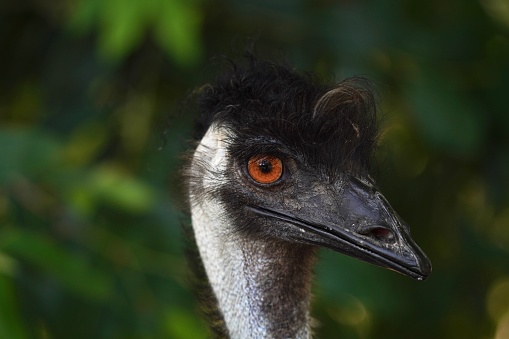 Close up portrait of the head of the emu