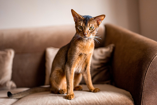Close up portrait view of the cute Abyssinian purebred cat photo.