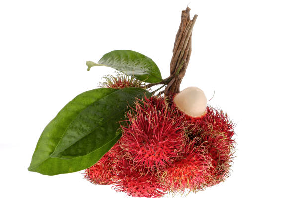 Close up Rambutans group isolated on white background. Asia Fruits Concept. stock photo