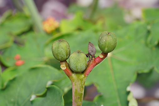 Close up seeds of Buddha belly plant, bottleplant shrub. (Scientific name Jatropha podagrica)