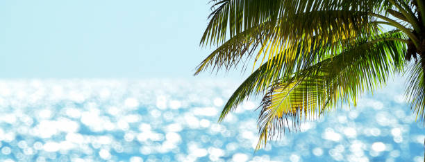 Close up shiny palm tree leaves over shiny blue seascape stock photo