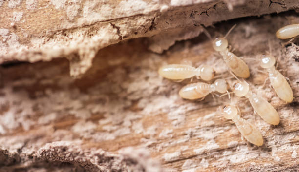 Close up shot, macro white ants or termites on decomposing wood. As an enemy of wooden houses as well.  termite damage stock pictures, royalty-free photos & images