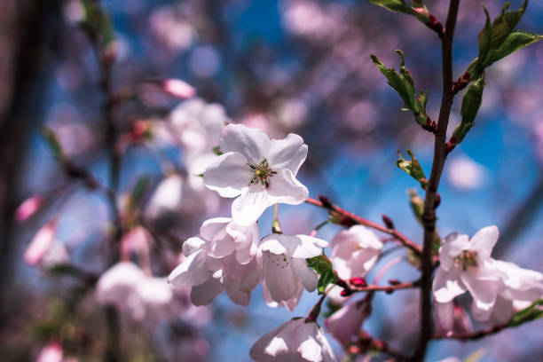 Close up shot of a cherry blossom stock photo