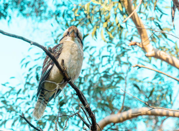 Close up shot of an Australian Kookaburra sitting on the branch of eucalyptus tree. stock photo